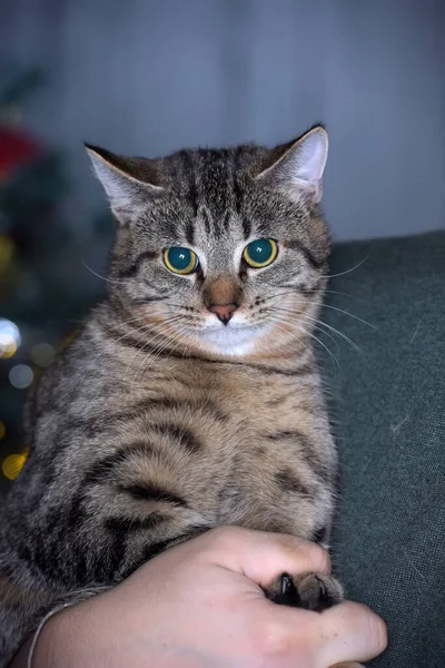 Duży Brązowy Tabby Kot Ramionach Zbliżyć — Zdjęcie stockowe