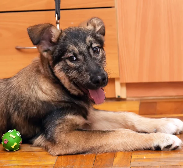 Brown Cute Mongrel Puppy Wooden Floor — Stock Photo, Image