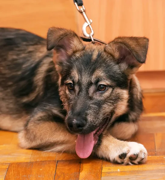 Bruin Schattig Bastaard Puppy Houten Vloer — Stockfoto