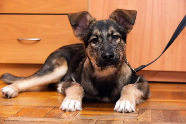 Bruin Schattig Bastaard Puppy Houten Vloer — Stockfoto