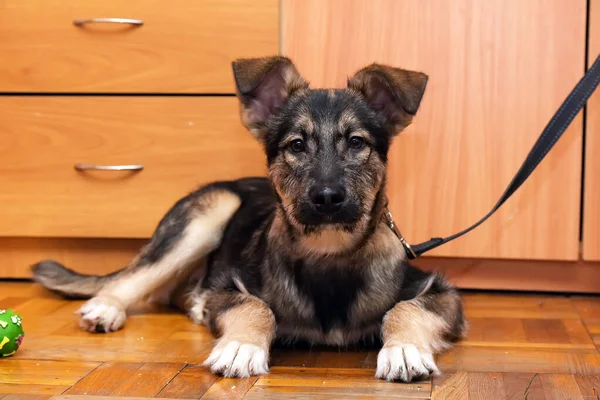 Marrom Bonito Mongrel Filhote Cachorro Chão Madeira — Fotografia de Stock