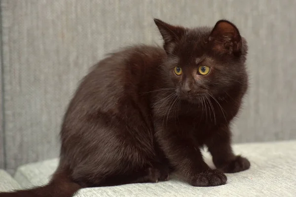 Preto Shorthair Brincalhão Gatinho Sofá — Fotografia de Stock