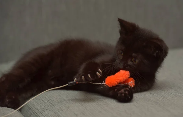 Negro Taquigrafía Juguetón Gatito Sofá —  Fotos de Stock