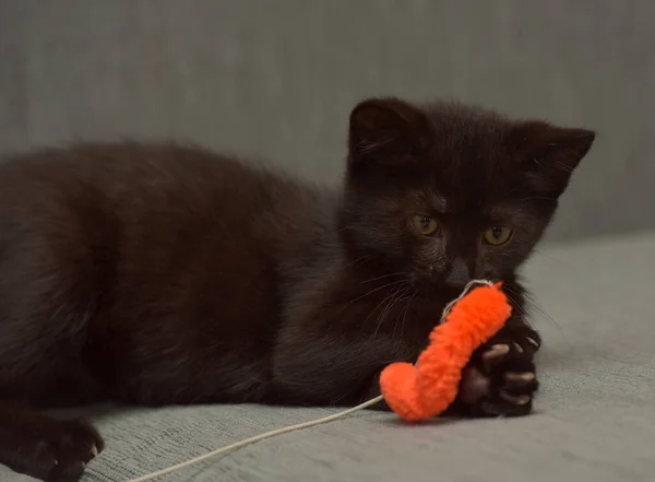 长沙发上的黑色短毛爱玩的小猫 — 图库照片