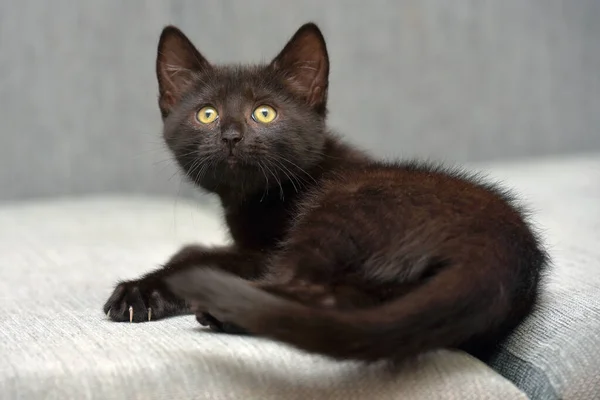 Schwarzes Kurzhaariges Verspieltes Kätzchen Auf Der Couch — Stockfoto