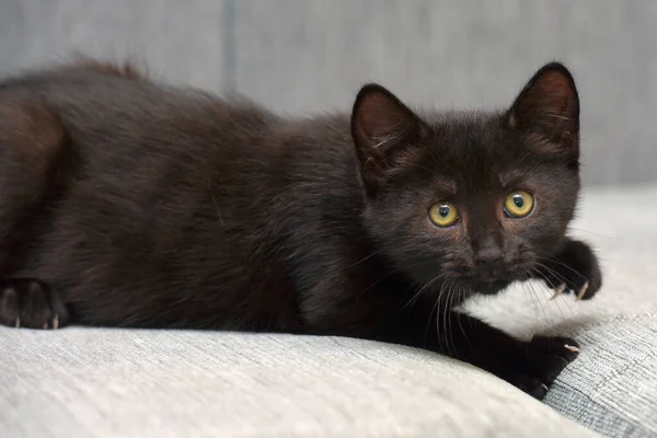 Preto Shorthair Brincalhão Gatinho Sofá — Fotografia de Stock