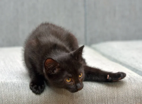 Preto Shorthair Brincalhão Gatinho Sofá — Fotografia de Stock