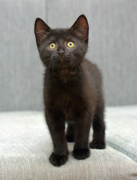 Чорний Короткошерстий Грайливий Кошеня Дивані — стокове фото