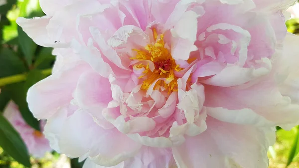 Beautiful Pink Blooming Peony Close Summer — Stock Photo, Image