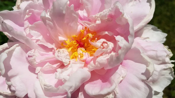 Schöne Rosa Blühende Pfingstrose Nahaufnahme Sommer — Stockfoto