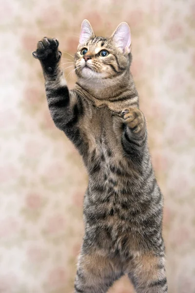 Cute Tabby Brown Cat Plays Catches Close Photo — Stock Photo, Image