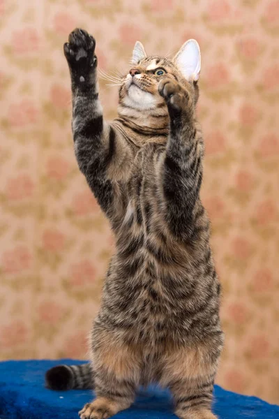 Ładny Tabby Brązowy Kot Gra Łapie Zamknij Zdjęcie — Zdjęcie stockowe