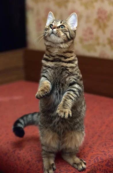 Bonito Tabby Marrom Gato Joga Capturas Fechar Foto — Fotografia de Stock