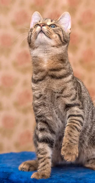 Niedlich Gestromte Braune Katze Spielt Fängt Foto Aus Nächster Nähe — Stockfoto