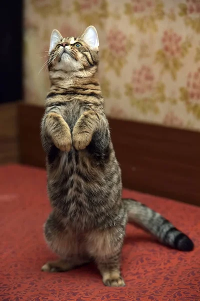 Bonito Tabby Marrom Gato Joga Capturas Fechar Foto — Fotografia de Stock