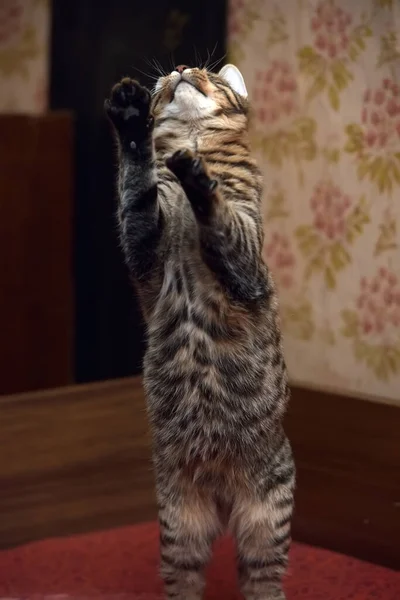 Roztomilý Tabby Hnědý Kočka Hraje Chytá Zavřít Fotografii — Stock fotografie