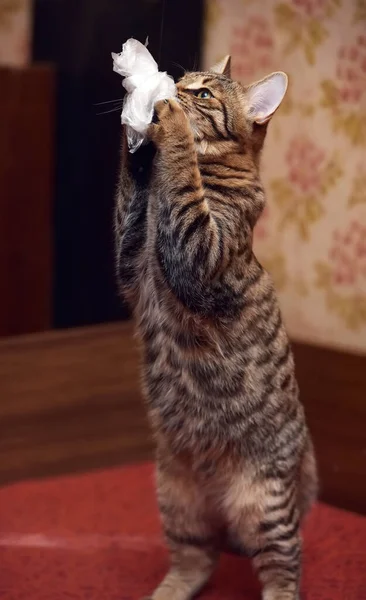 Ładny Tabby Brązowy Kot Gra Łapie Zamknij Zdjęcie — Zdjęcie stockowe