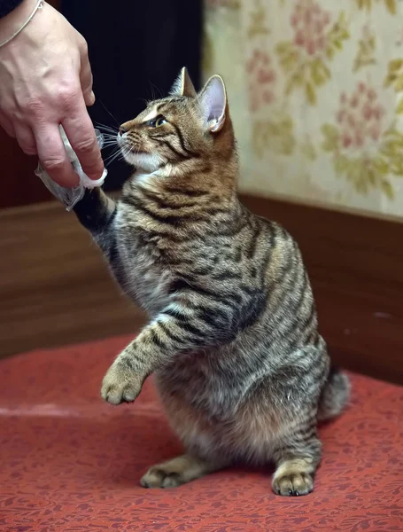 Kucing Lucu Coklat Tabby Bermain Menangkap Tutup Foto — Stok Foto