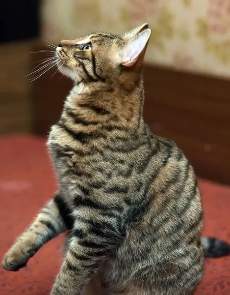 Carino Tabby Marrone Gatto Gioca Catture Foto Vicino — Foto Stock