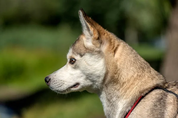 Perro Husky Pasear Parque Verano —  Fotos de Stock