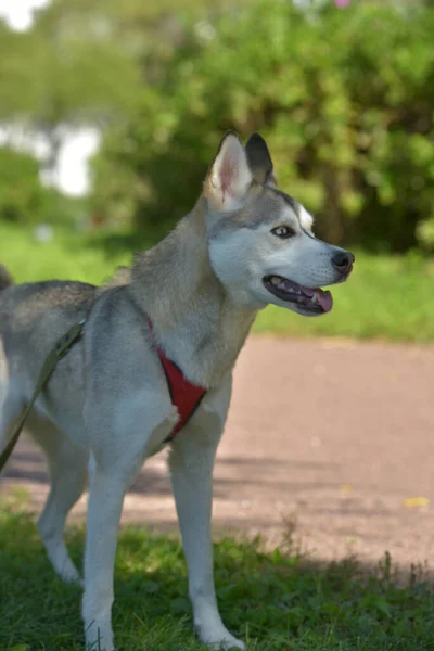 Husky Hund Geht Sommer Park Spazieren — Stockfoto