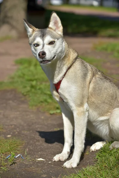 Perro Husky Pasear Parque Verano — Foto de Stock