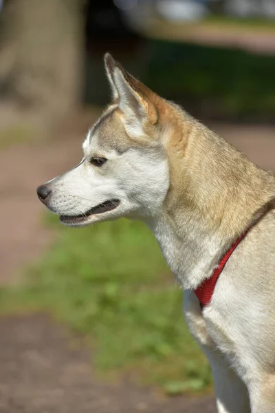 Cão Husky Andando Parque Verão — Fotografia de Stock