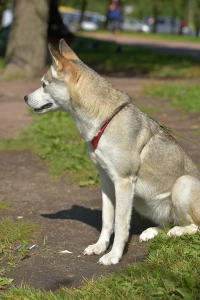 Yazın Parkta Yürüyen Iri Yarı Bir Köpek — Stok fotoğraf