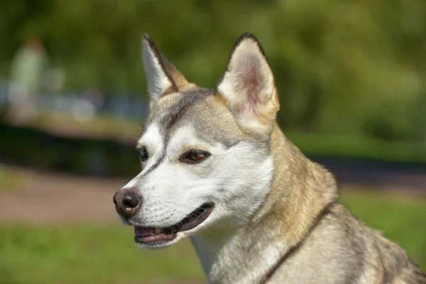 夏天在公园里散步的哈士奇狗 — 图库照片