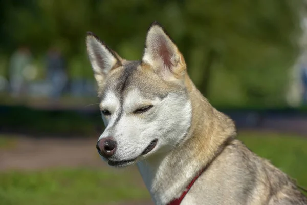 Husky Dog Walking Park Summer — Stock Photo, Image