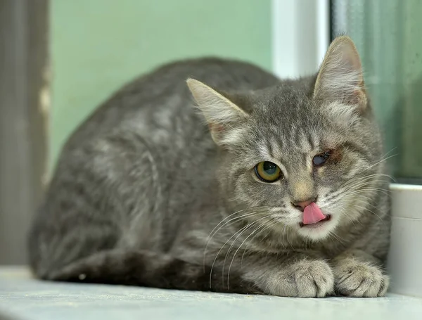 Gato Gris Con Ojo Dolorido Refugio Animales — Foto de Stock