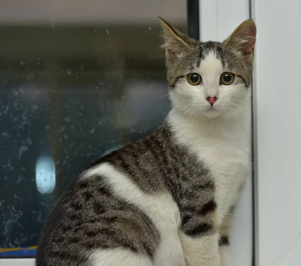 Beyaz Gri Çizgili Kedi Yavrusu Pencere Eşiğinde — Stok fotoğraf