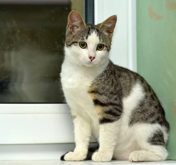 Beyaz Gri Çizgili Kedi Yavrusu Pencere Eşiğinde — Stok fotoğraf