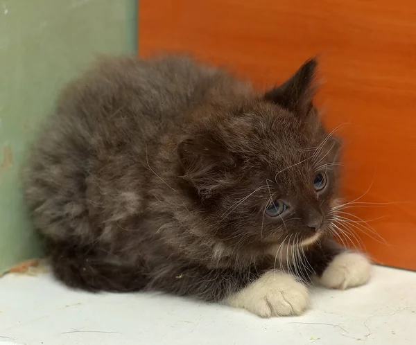 可爱的灰色和白色的毛绒绒小猫 — 图库照片