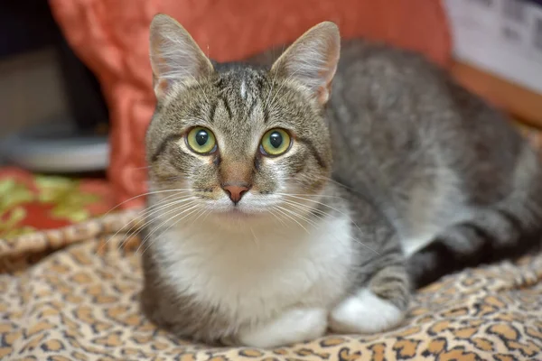 Lindo Gris Con Marrón Blanco Gatito Sofá — Foto de Stock