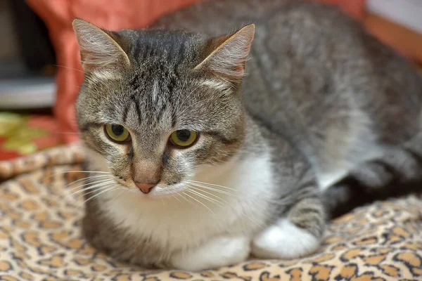 Niedliches Grau Mit Brauner Und Weißer Miezekatze Auf Der Couch — Stockfoto