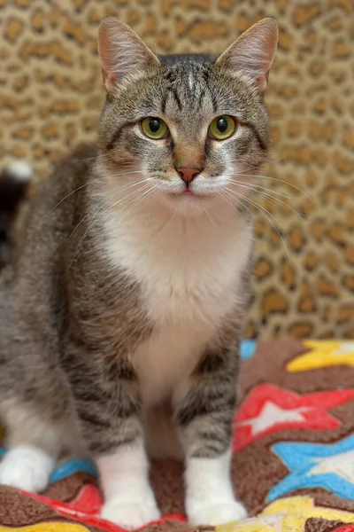 Lindo Gris Con Marrón Blanco Gatito Sofá — Foto de Stock