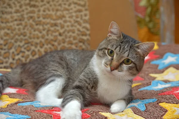 Bonito Cinza Com Marrom Branco Gatinho Sofá — Fotografia de Stock