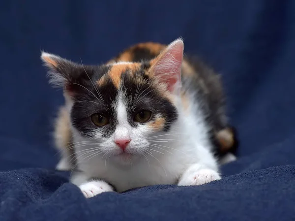 Kucing Tricolor Kecil Yang Lucu Latar Belakang Biru — Stok Foto