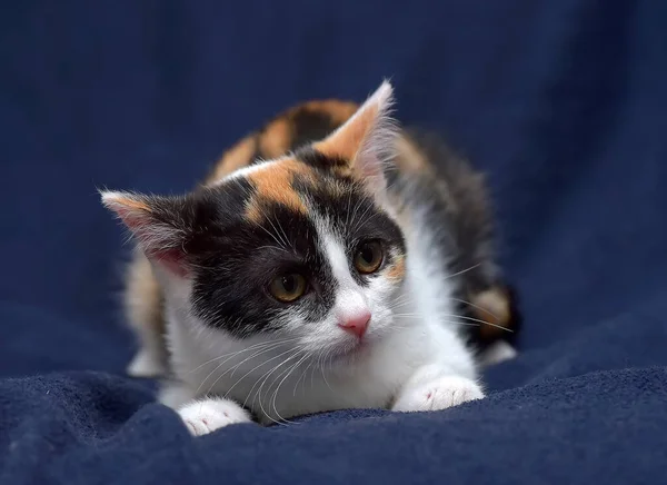 Kucing Tricolor Kecil Yang Lucu Latar Belakang Biru — Stok Foto