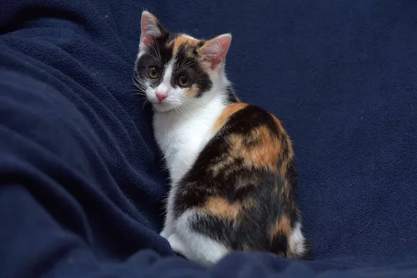 Cute Little Tricolor Kitten Blue Background — Stock Photo, Image