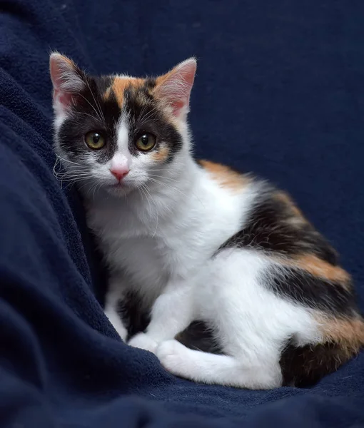 Bonito Pequeno Tricolor Gatinho Fundo Azul — Fotografia de Stock