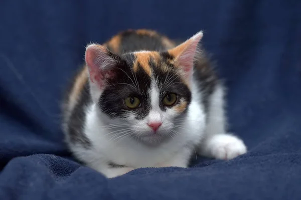 Kucing Tricolor Kecil Yang Lucu Latar Belakang Biru — Stok Foto