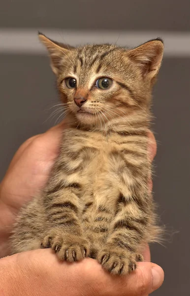 Niedliches Kleines Braunes Gestromtes Kätzchen Den Händen — Stockfoto