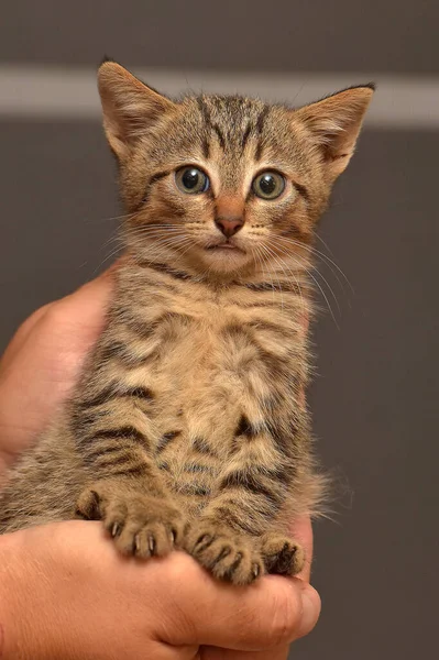 Χαριτωμένο Μικρό Καφέ Tabby Γατάκι Στα Χέρια — Φωτογραφία Αρχείου