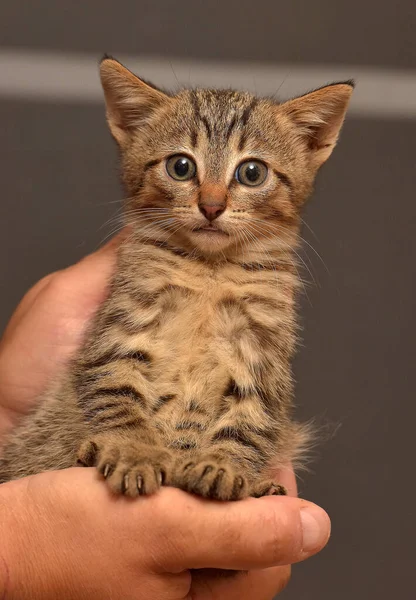 Lindo Poco Marrón Tabby Gatito Manos —  Fotos de Stock