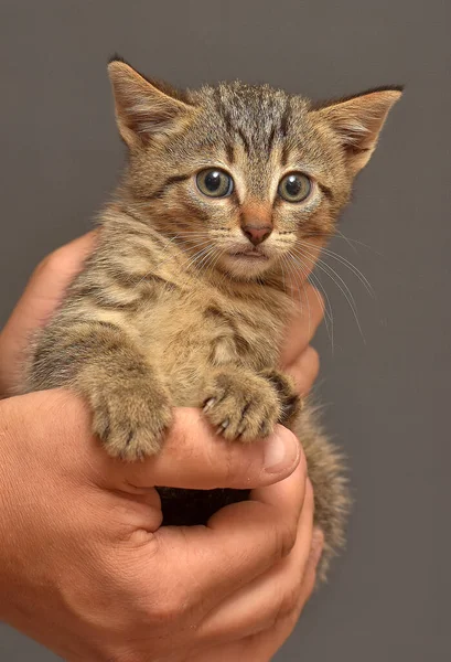 Niedliches Kleines Braunes Gestromtes Kätzchen Den Händen — Stockfoto