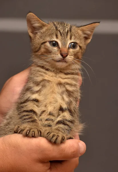 Bonito Pequeno Marrom Tabby Gatinho Mãos — Fotografia de Stock