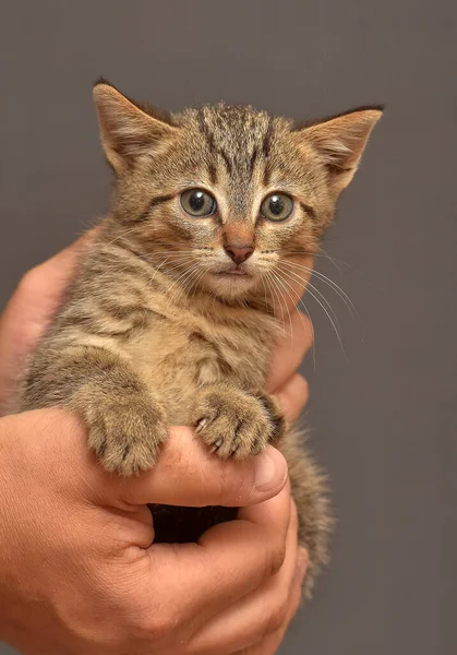 Schattig Klein Bruin Tabby Kitten Handen — Stockfoto