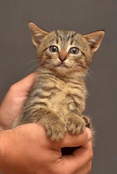 Schattig Klein Bruin Tabby Kitten Handen — Stockfoto